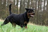 ROTTWEILER 435